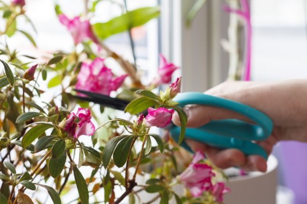Azalea Pruning in Van Nuys