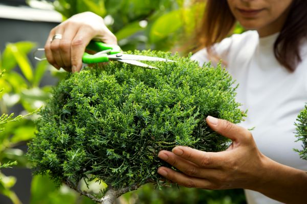 Juniper Shrub Pruning in Van Nuys
