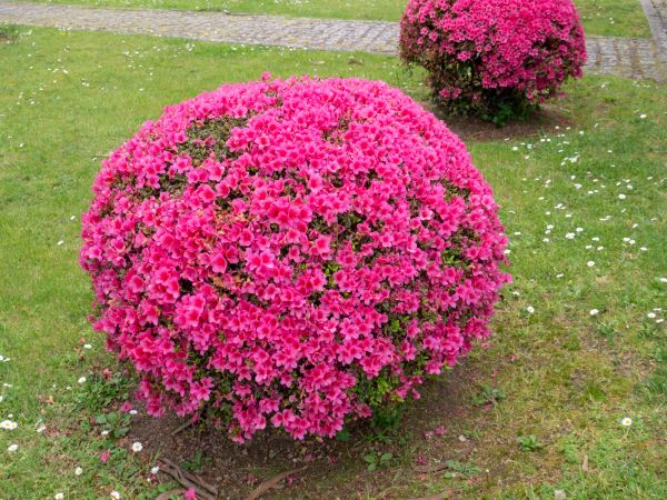 Rhododendron Pruning in Van Nuys