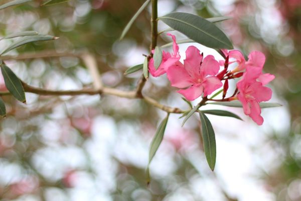 Oleander Removal in Van Nuys