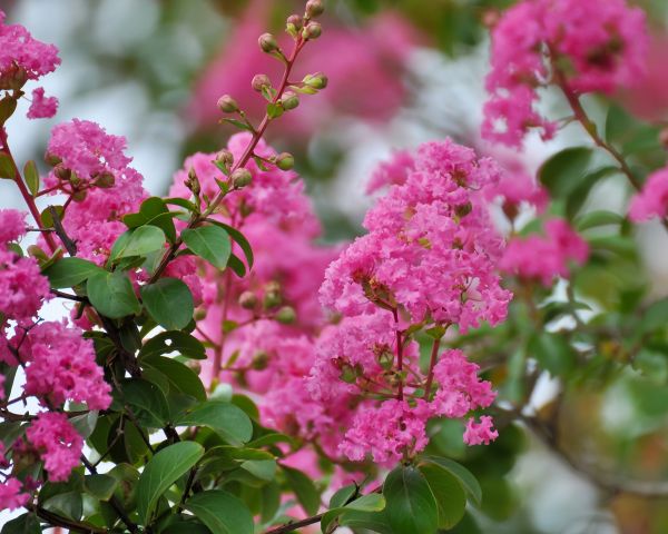 Crepe Myrtle Removal in Van Nuys