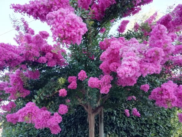 Crape Myrtle Pruning in Van Nuys