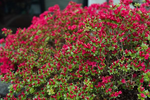 Weigela Removal Service in Van Nuys