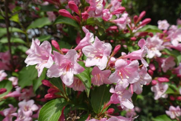 Weigela Pruning Service in Van Nuys