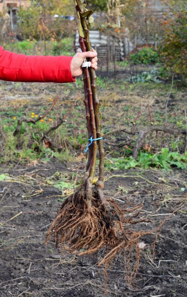 Shrub Root Removal in Van Nuys