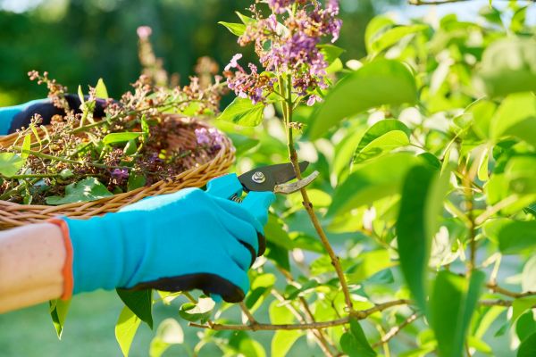 Lilac Trimming Service in Van Nuys