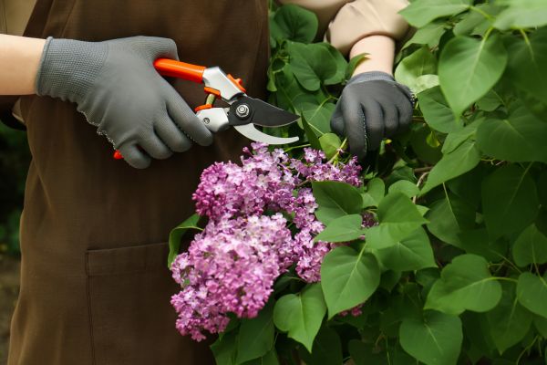 Lilac Pruning Service in Van Nuys