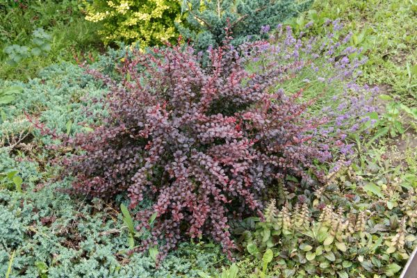 Japanese Barberry Removal in Van Nuys
