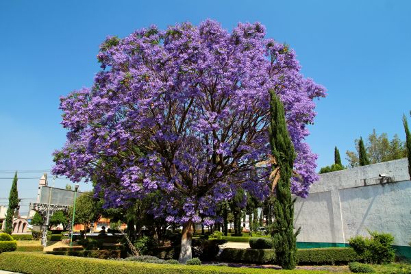 Jacaranda Pruning in Van Nuys