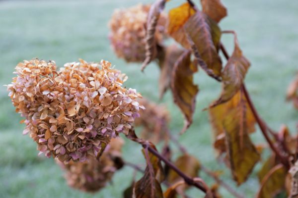 Hydrangea Removal in Van Nuys