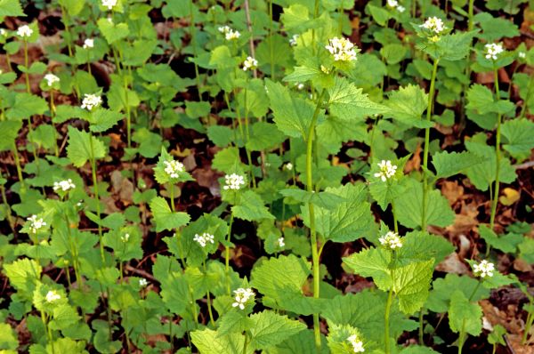 Garlic Mustard Removal in Van Nuys