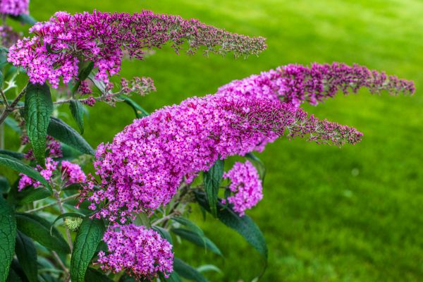 Butterfly Bush Removal in Van Nuys