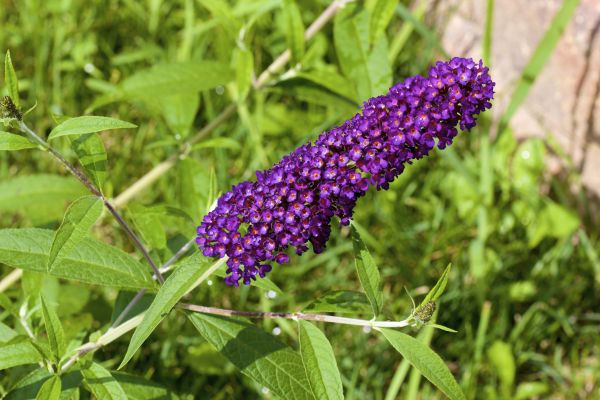 Butterfly Bush Pruning in Van Nuys