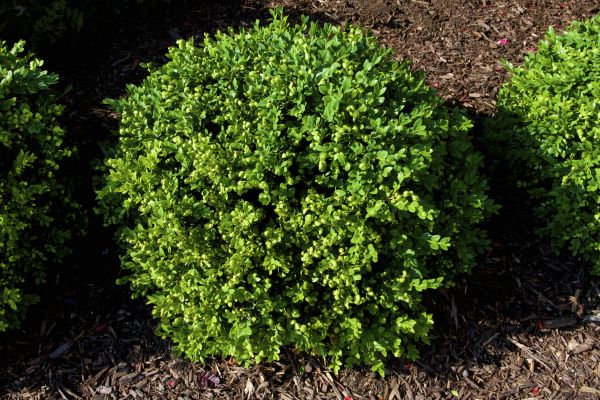 Boxwood Removal in Van Nuys
