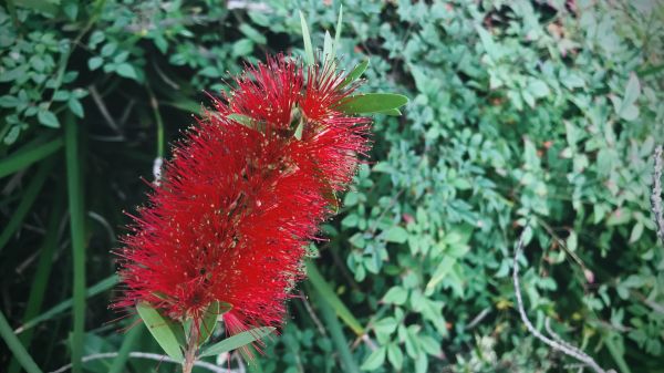 Bottlebrush Pruning in Van Nuys