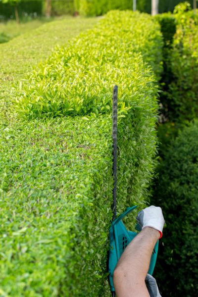 Hedge Trimming in Van Nuys