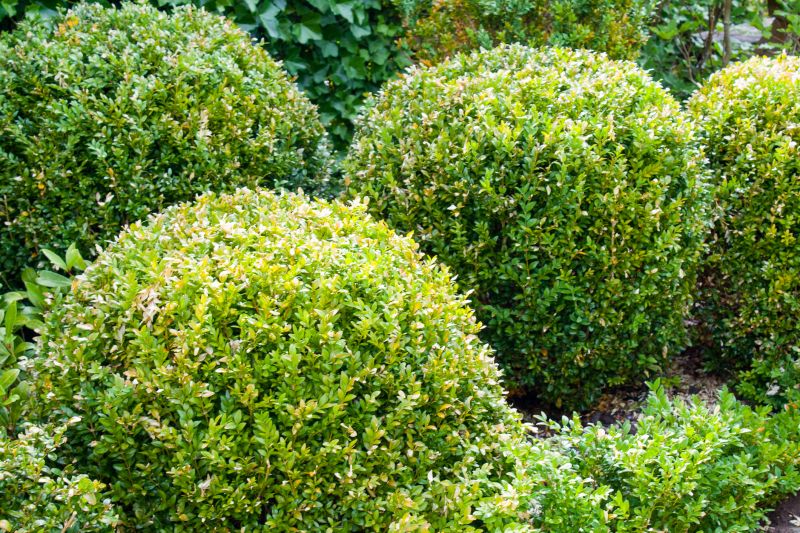 Lush Shrubs in a Landscape